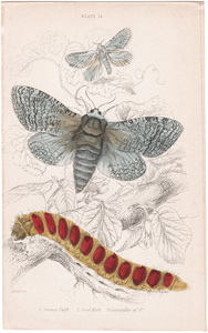 Plate 14

Orange Swift
Goat Moth
Caterpillar of "